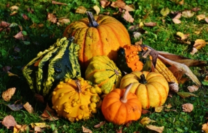 pumpkins-fall-squash